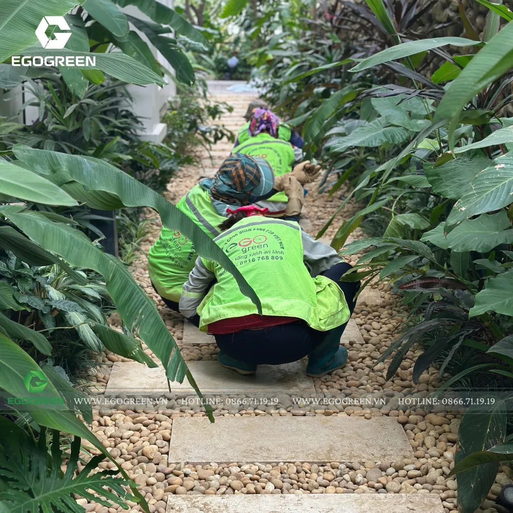 Lối vào sân vườn được xem là “miệng khí” của ngôi nhà cần được dọn dẹp, cắt tỉa.